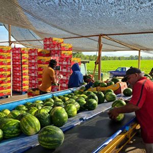 créditos para rubro agrícola en Puerto Vallarta